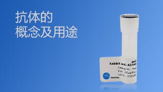 抗體的基本概念及用途