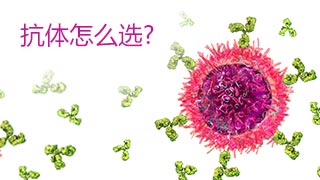 實(shí)際科研應(yīng)用時(shí)抗體怎么選擇