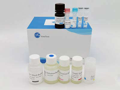 山羊生長(zhǎng)激素(GH)酶聯(lián)免疫吸附測(cè)定(elisa)試劑盒