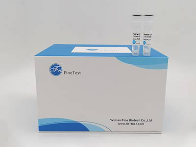 馬γ干擾素(IFN-γ)酶聯(lián)免疫吸附測定(elisa)試劑盒
