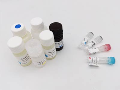 猴α2巨球蛋白(α2-M)酶聯(lián)免疫吸附測(cè)定(elisa)試劑盒
