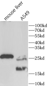 HSP27抗體