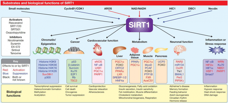 sirt1參與的生理過程