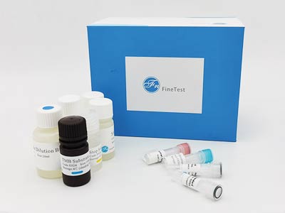 豬核心蛋白聚糖(DCN)酶聯(lián)免