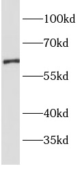 OAT1抗體
