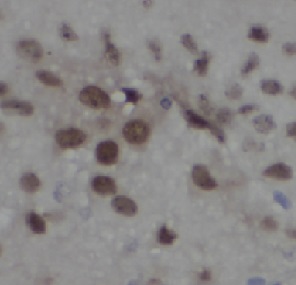 traf3抗體