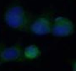 anti-HMOX1 antibody