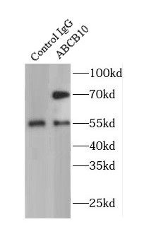 ABCB10抗體