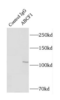 ABCF1抗體