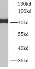 APPL2抗體
