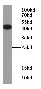      anti- Arrestin C antibody