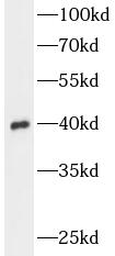 anti- Annexin A1 antibody