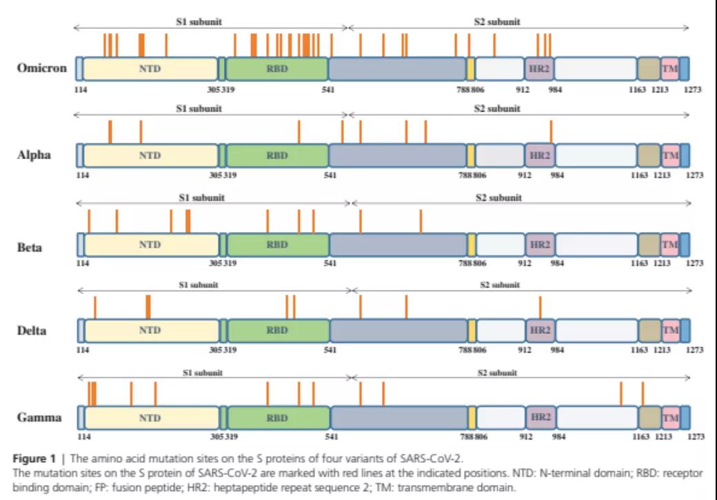 變異株的氨基酸突變位點(diǎn)