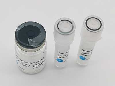 人源APH1A重組蛋白