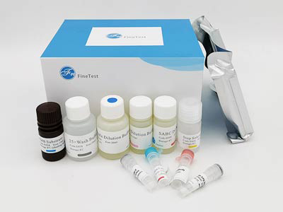 牛基質(zhì)金屬蛋白酶抑制因子1(TIMP-1)酶聯(lián)免疫(elisa)試劑盒