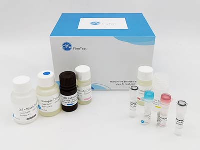 大鼠C1q腫瘤壞死因子相關蛋白15(CTRP15)酶聯免疫(elisa)試劑盒