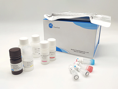 大鼠髓過氧化物酶(MPO)酶聯免疫(elisa)試劑盒