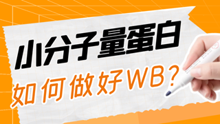 小分子量蛋白該如何做好WB？