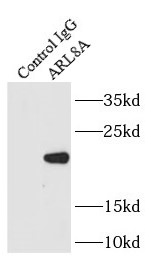 ARL8A抗體