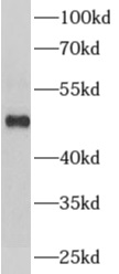 ADRA1B抗體