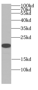 ARF5-Specific抗體
