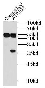 ATP5G2-Specific抗體
