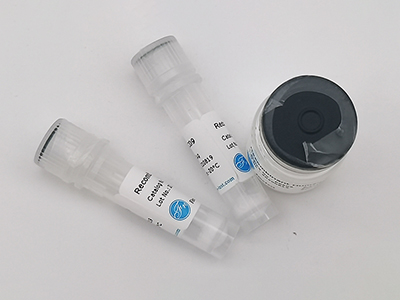 山羊TIMP-1重組蛋白