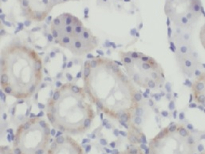 Caspase 2抗體