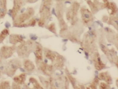 SIRT2-Specific抗體