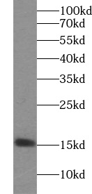      anti-IL-13 antibody