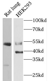 Caspase 12抗體