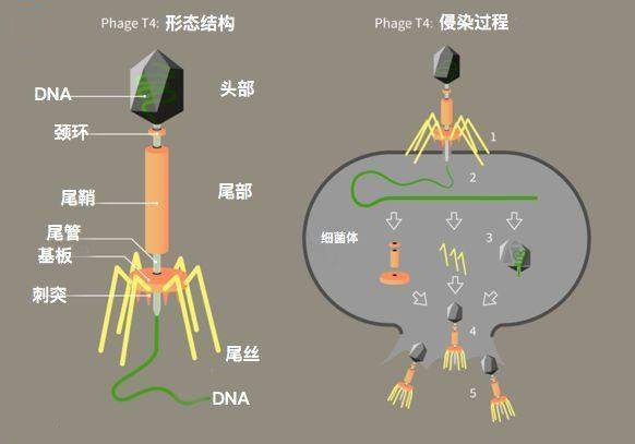噬菌體