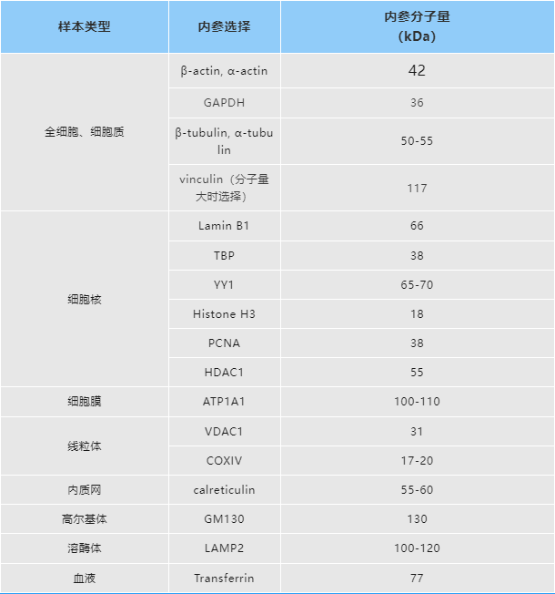 內參抗體選擇