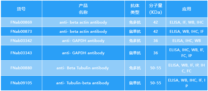 菲恩生物內參抗體