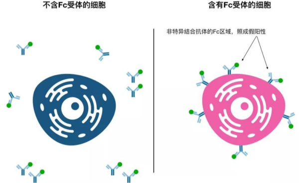 同型對照抗體
