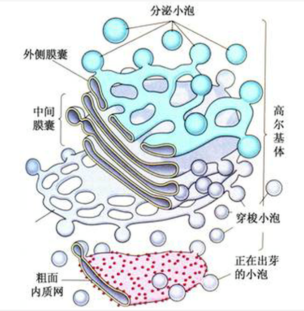 高爾基體結(jié)構(gòu)
