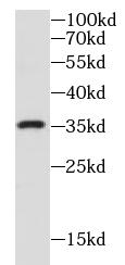 Syntaxin 6抗體