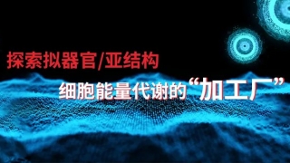 線粒體研究的常用11種標(biāo)志物