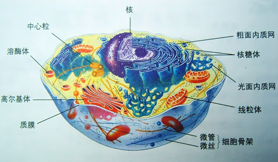 細(xì)胞器
