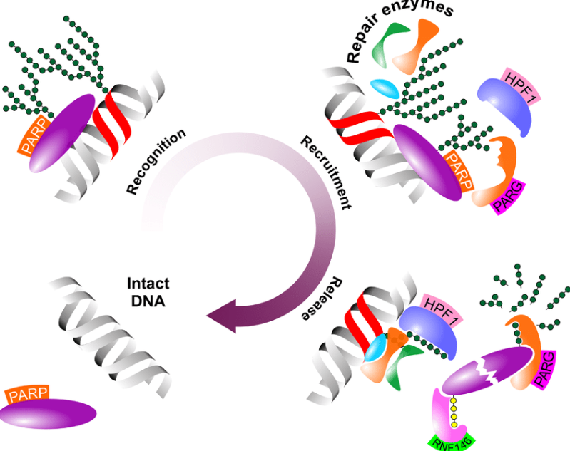 DNA 修復(fù)