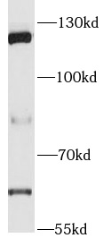      anti- PARP1 antibody