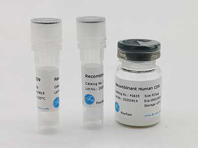 人源Timp-2重組蛋白