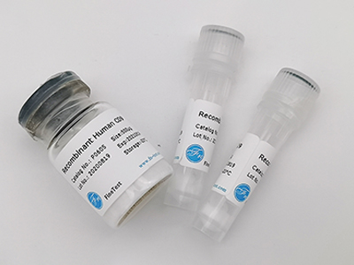 人源CREB3L1重組蛋白