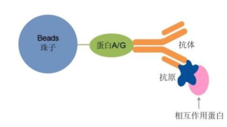 免疫沉淀（ip）實(shí)驗(yàn)：CoIP、RIP、CHIP的區(qū)別