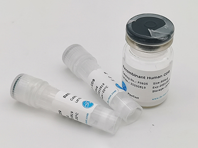 人源CYP27A1重組蛋白