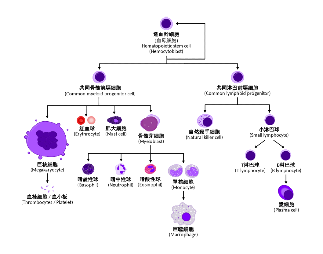 巨噬細(xì)胞