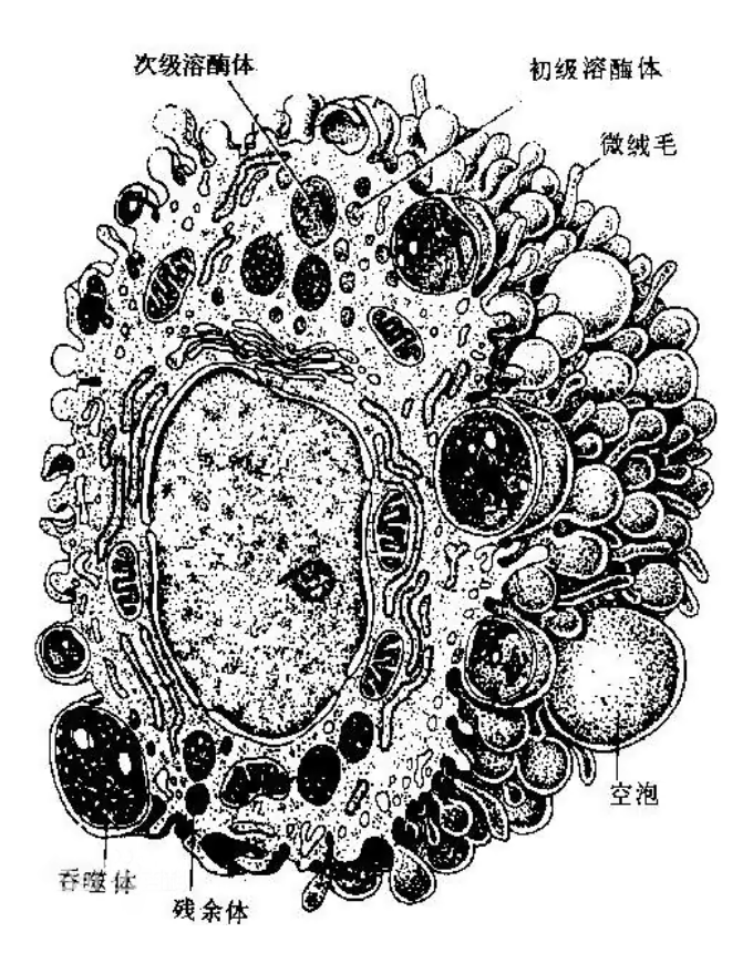 造血干細(xì)胞分化圖