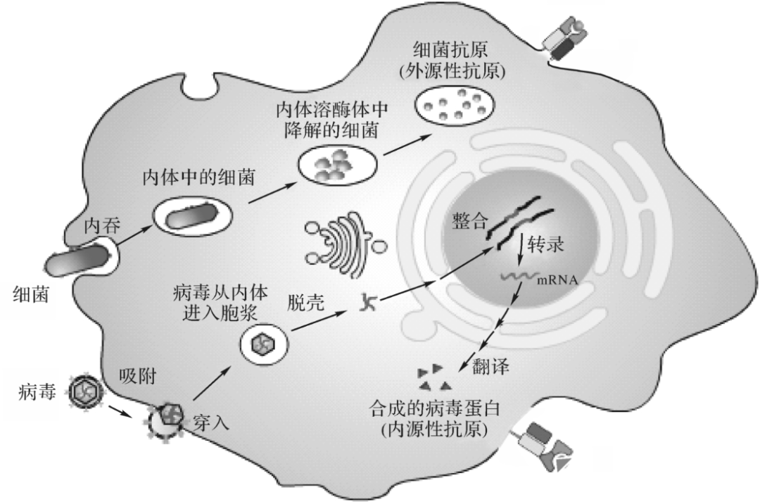 巨噬細(xì)胞抗原遞呈