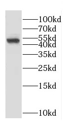 CD32抗體
