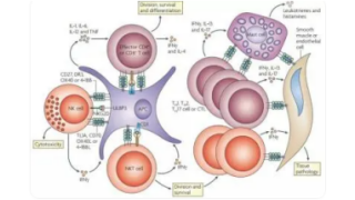 腫瘤壞死因子TNF的生物學(xué)活性與臨床驗(yàn)證
